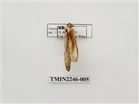 藏品(皮靄舟蛾)的圖片